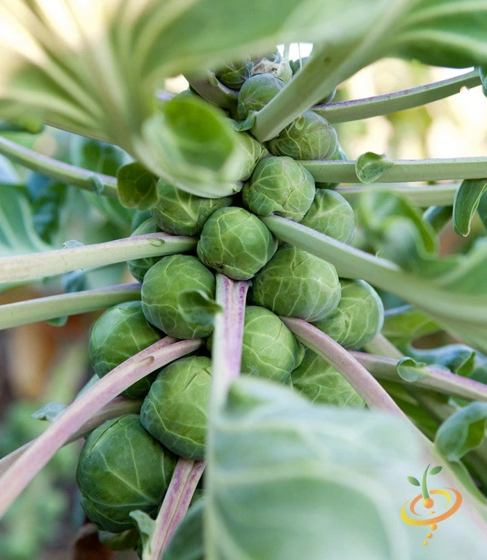 Brussels Sprouts - Long Island Catskill 9 Brussels Sprouts - Long Island Catskill - Image 7