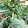 Brussels Sprouts - Long Island Catskill -seedsnow Sales Store 700xshutterstock 117501469 700x ad2cae13 fa09 4410 9fa4 7a0e364c093c