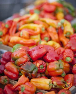 Pepper (Sweet) - California Wonder -seedsnow Sales Store 700xshutterstock 122321005 1