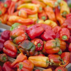 Pepper (Sweet) - California Wonder