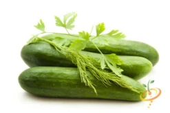 Cucumber - Straight 8 -seedsnow Sales Store 700xshutterstock 123701917