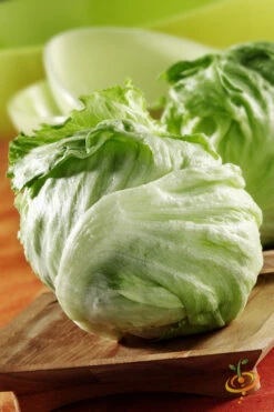 Lettuce - Iceberg -seedsnow Sales Store 700xshutterstock 124031308