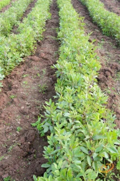 Bean, Lima/Bush - Henderson -seedsnow Sales Store 700xshutterstock 125019272