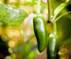 Pepper (Hot) - Jalapeño, Green 🔥🔥 -seedsnow Sales Store 700xshutterstock 125135888