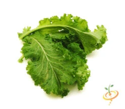 Mustard - Old Fashion -seedsnow Sales Store 700xshutterstock 126388595