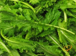 Mustard - Old Fashion -seedsnow Sales Store 700xshutterstock 127156880