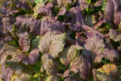 Mustard - Giant Red -seedsnow Sales Store 700xshutterstock 127437530