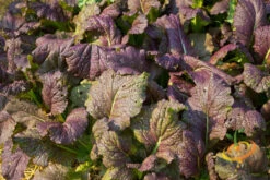 Mustard - Giant Red -seedsnow Sales Store 700xshutterstock 127437530 700x 7b7ff5c2 f486 441f 8c57 4a322f355983