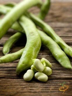 Bean, Fava/Broad - Broad Windsor 17 Bean, Fava/Broad - Broad Windsor -seedsnow Sales Store 700xshutterstock 129862028