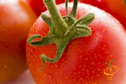 Tomato - Rio Grande (Determinate) -seedsnow Sales Store 700xshutterstock 130711733