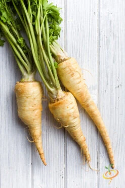 Parsnip - Harris Model -seedsnow Sales Store 700xshutterstock 131179013