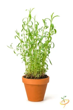 Tarragon (Dragon Wort) -seedsnow Sales Store 700xshutterstock 131782109