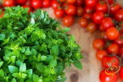 Oregano - Italian 17 Oregano - Italian -seedsnow Sales Store 700xshutterstock 132143360