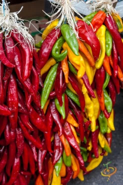 Pepper (Hot) - Santa Fe Grande 🔥 -seedsnow Sales Store 700xshutterstock 132281360