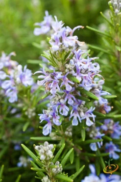 Rosemary -seedsnow Sales Store 700xshutterstock 133556705