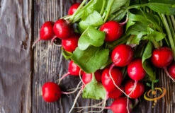 Radish - Champion -seedsnow Sales Store 700xshutterstock 134060042