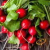 Radish - Champion -seedsnow Sales Store 700xshutterstock 134060042 700x 6707ef44 0c68 4013 9b6a 2916bfebccc4