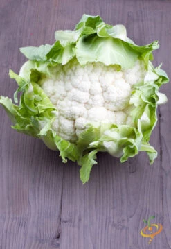 Cauliflower - Igloo -seedsnow Sales Store 700xshutterstock 134068829