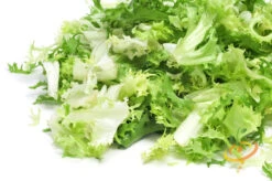 Endive - Green Curled 11 Endive - Green Curled -seedsnow Sales Store 700xshutterstock 134538587