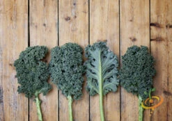 Kale - Classic, Blue Curled Scotch 12 Kale - Classic, Blue Curled Scotch -seedsnow Sales Store 700xshutterstock 135308252