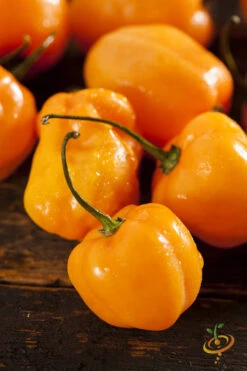 Pepper (Hot) - Habanero, Orange 🔥🔥🔥🔥 -seedsnow Sales Store 700xshutterstock 136807766