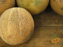 Melon (Cantaloupe) - Planters Jumbo -seedsnow Sales Store 700xshutterstock 137157914