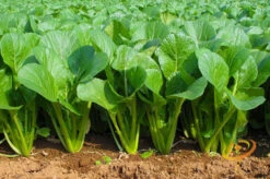 Mustard - Tendergreen -seedsnow Sales Store 700xshutterstock 137290460