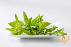 Mint - Lemon -seedsnow Sales Store 700xshutterstock 138952469