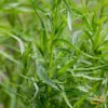 Tarragon (Dragon Wort) -seedsnow Sales Store 700xshutterstock 141387937 700x 88cbbf93 fcab 4058 a776 2ba3d15d888f