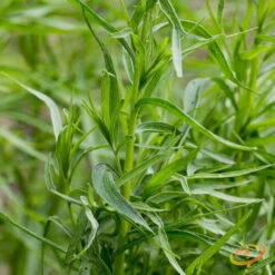 Tarragon (Dragon Wort)