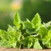 Mint - Peppermint (HYBRID) -seedsnow Sales Store 700xshutterstock 141812956 1024x1024 0a968292 55b0 4c65 a8ad 1998ae672873