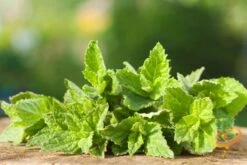 Mint - Peppermint (HYBRID) -seedsnow Sales Store 700xshutterstock 141812956 1024x1024 1e76dc5e bbb5 4bdb 8352 676793483efb