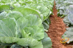 Collard - Vates 16 Collard - Vates -seedsnow Sales Store 700xshutterstock 144497347
