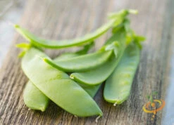 Pea - Oregon Sugar Pod -seedsnow Sales Store 700xshutterstock 144797227