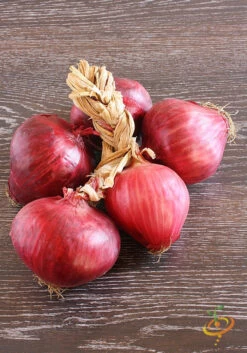 Onion - Red Burgundy (Short Day) 14 Onion - Red Burgundy (Short Day) -seedsnow Sales Store 700xshutterstock 145338505