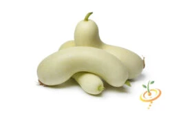 Cucumber - White Wonder 14 Cucumber - White Wonder -seedsnow Sales Store 700xshutterstock 146212034