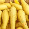 Squash (Summer) - Crookneck, Yellow 1 Squash (Summer) - Crookneck, Yellow -seedsnow Sales Store 700xshutterstock 146391386 700x c8b4b236 dbb7 4ff5 8d4d eb0049865fa9