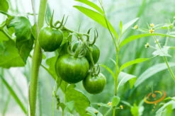 Tomato - Green Striped Zebra (Semi-determinate) -seedsnow Sales Store 700xshutterstock 146446904