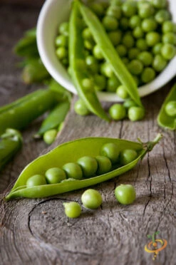 Pea (Snap) - Sugar Ann -seedsnow Sales Store 700xshutterstock 147663101