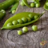 Pea (Snap) - Sugar Ann 1 Pea (Snap) - Sugar Ann -seedsnow Sales Store 700xshutterstock 147663101 700x a9cab997 e972 48ae b46d bf42954e96bc
