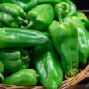 Pepper (Hot) - Ancho Grande 🔥 1 Pepper (Hot) - Ancho Grande 🔥 -seedsnow Sales Store 700xshutterstock 147876263 700x 9c34142a 6c19 4285 9faa 286d76d36ef0