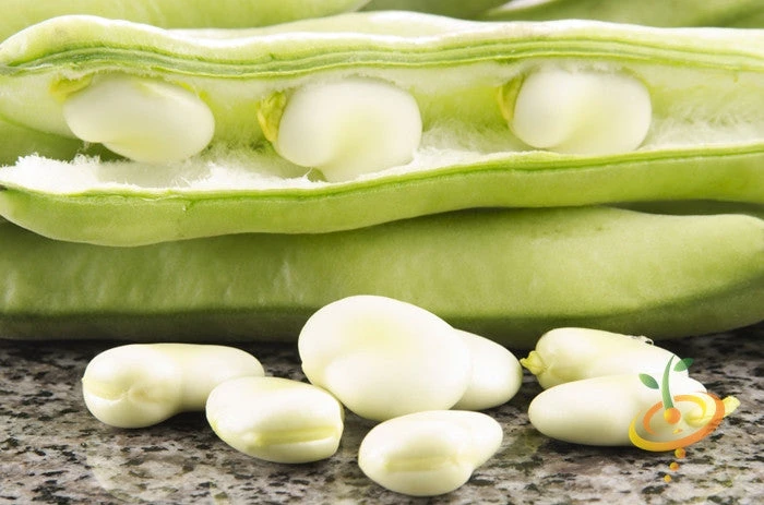 Bean, Fava/Broad - Broad Windsor 6 Bean, Fava/Broad - Broad Windsor - Image 4