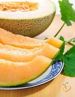 Melon (Cantaloupe) - Planters Jumbo -seedsnow Sales Store 700xshutterstock 149226581