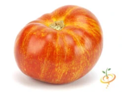 Tomato - Mr. Stripey (Indeterminate) -seedsnow Sales Store 700xshutterstock 149442956