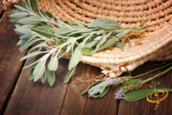 Sage - Broadleaf -seedsnow Sales Store 700xshutterstock 150447140
