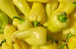 Pepper (Hot) - Jalapeño, Yellow (Caloro) 🔥 -seedsnow Sales Store 700xshutterstock 150677477