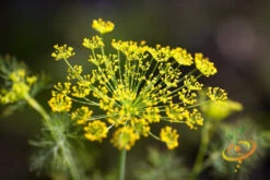 Fennel -seedsnow Sales Store 700xshutterstock 150900788 1