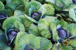 Cabbage - Mammoth Red Rock -seedsnow Sales Store 700xshutterstock 150992045