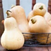 Squash (Winter) - Waltham Butternut