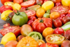 Tomato - Heritage Rainbow Mix (Indeterminate) -seedsnow Sales Store 700xshutterstock 151634921